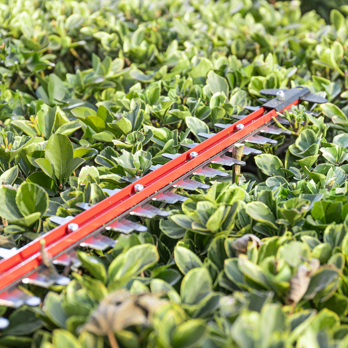 POWERALL 24V Hedge Trimmer 61cm - tool only