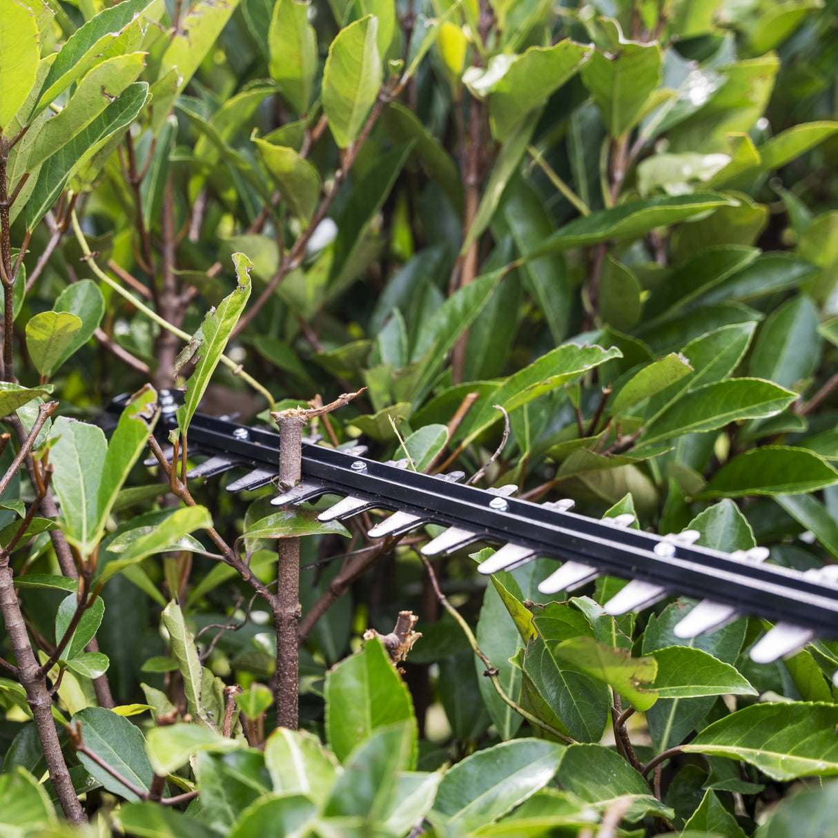 40V Pole Hedge Trimmer 51cm Gen. II - tool only